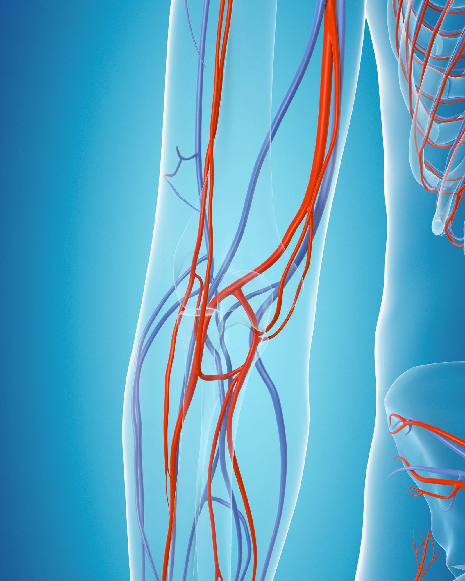 Anatomía Vascular